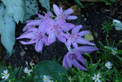 DSCF5079.JPG