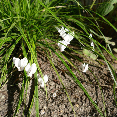 P1100647.JPG