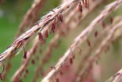 miscanthus_okt.jpg