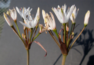 Strumaria-undulata1.jpg