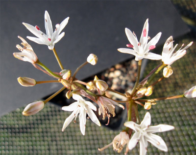 Strumaria-undulata2.jpg