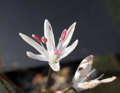 Strumaria-undulata3.jpg