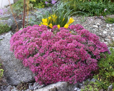 Sedum 09.09.21.JPG