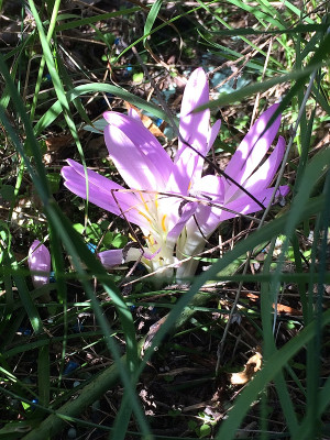 2021-09-09 Colchicum montanum 2.jpg