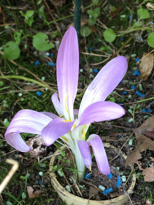 2021-09-09 Colchicum montanum.jpg