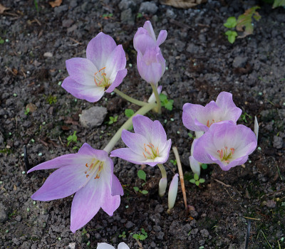 DSC_2876_DxO.jpg