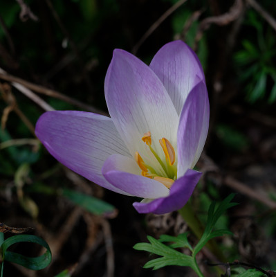 DSC_2878_DxO.jpg