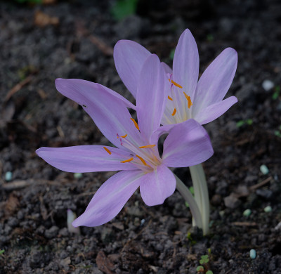 DSC_2877_DxO.jpg