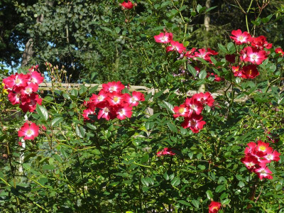 Proschwitzer Schloßrose_P1150853.JPG