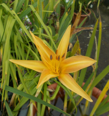 DSCN3325_Hemerocallis_fulva_var_littorea.jpg