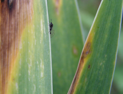 where_are_you_going_little_fly.jpg