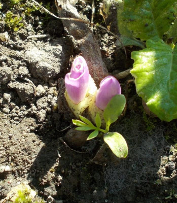 DSCN3340_Colchicum_pannonicum.jpg