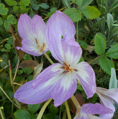 DSCN3341_Colchicum_bivonae_Vesta.jpg