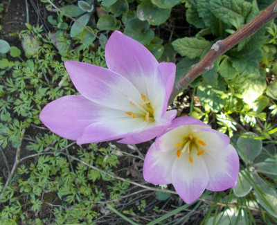 DSCN2460_Colchicum_sp_Naumenko.jpg