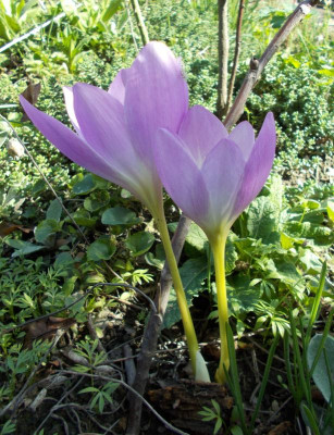 DSCN2461_Colchicum_sp_Naumenko.jpg