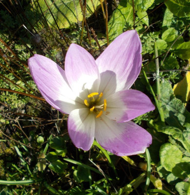 DSCN3338_Colchicum_sp_Naumenko.jpg