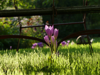 2021-09-09 Colchicum 1.jpg
