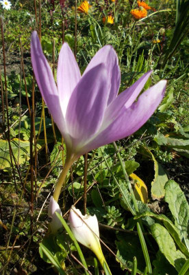 DSCN3339_Colchicum_sp_Naumenko.jpg