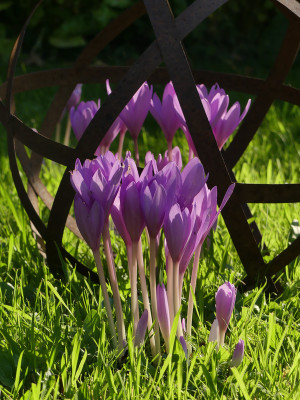 2021-09-09 Colchicum 'Nancy Lindsay' 1.jpg