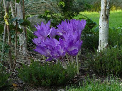 2021-09-09 Colchicum 2.jpg