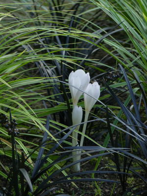 2021-09-09 Colchicum byzantinum 'Album' 1.jpg