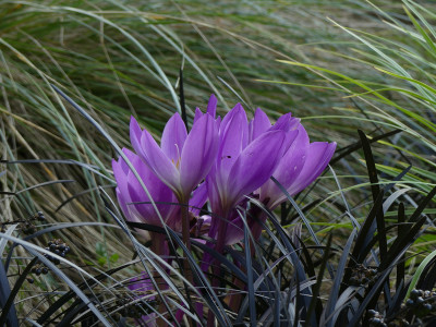 2021-09-09 Colchicum speciosum 'Atrorubens' 2.jpg