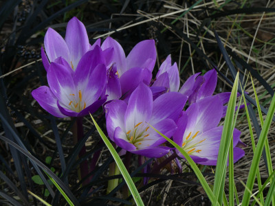 2021-09-09 Colchicum speciosum 'Atrorubens' 3.jpg