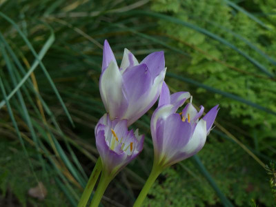 2021-09-09 Colchicum 'Daendels'.jpg