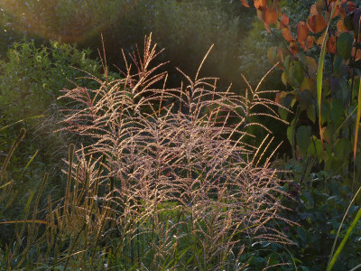 2021-09-09 Gartenimpressionen 3.jpg