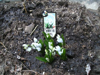 Scilla_tubergeniana.jpg