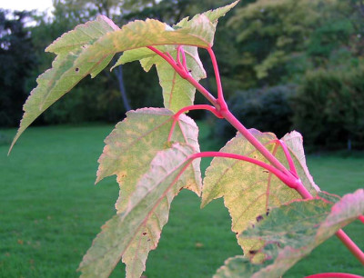 Acer_pensylvanicum_erythrocladum.jpg