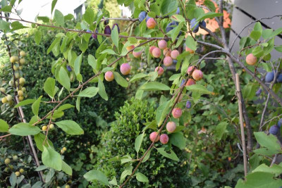 mirabelle sh zwetsche sh 002.JPG