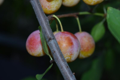 Mirabelle aus SH 001.JPG