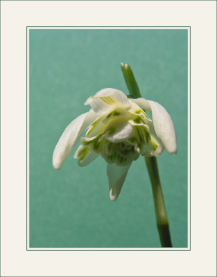 GALANTHUS_I.jpg