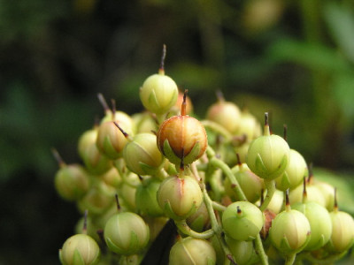 Pieris-Okt-1.jpg