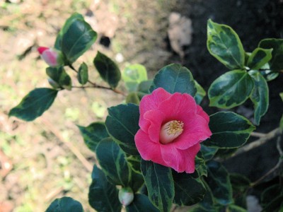 chinensis_variegata_neu.jpg