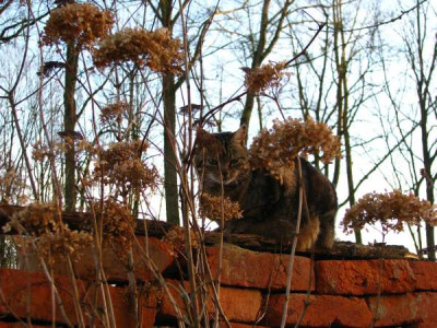 hortensienkater.jpg