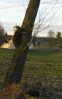 leo_klebt_am_baum.jpg