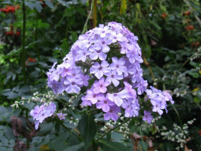 Herbstflieder (1).JPG