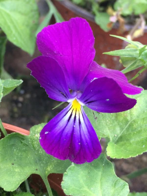 2021-09-11 Viola wockei.JPG