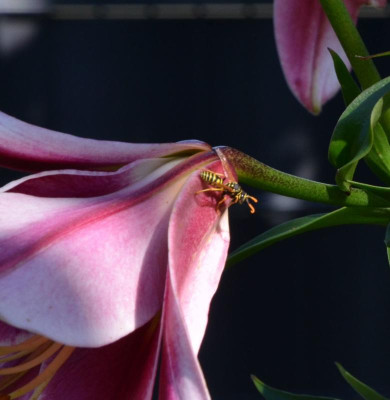 Insekten-Wespenbiene.21-1.jpg