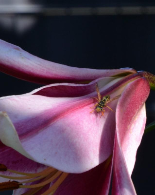 Insekten-Wespenbiene.21-2.jpg