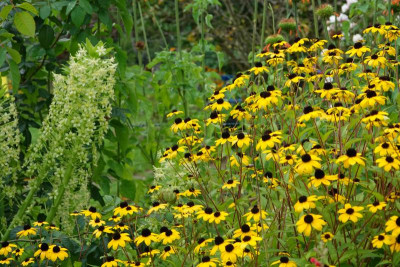 DSC07734.JPG