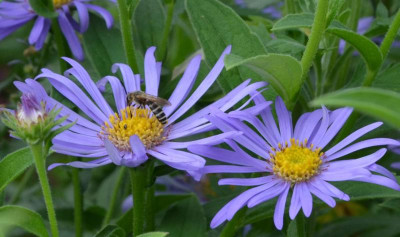 Insekten-Biene.21-1.jpg