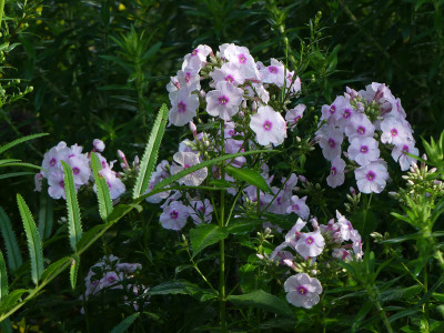 2021-09-11 Phlox 'Sommerbouquet' 1.jpg