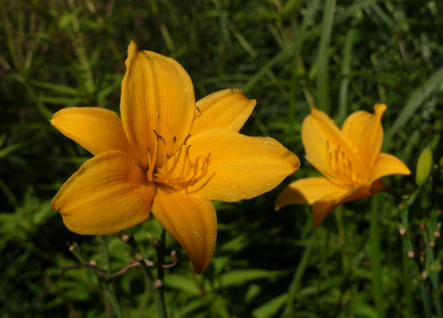 2021-09-11 Hemerocallis 'Berleyer Septembersonne' 2.jpg