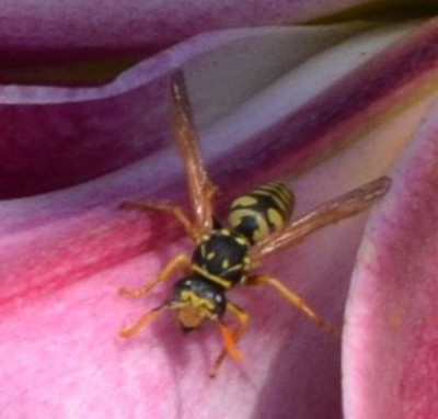Insekten-Wespenbiene.21-3.jpg