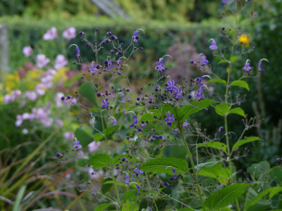 2021-09-11 Caryopteris divaricata 3.jpg