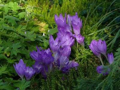 2021-09-11 Colchicum 'Apollo' 1.jpg