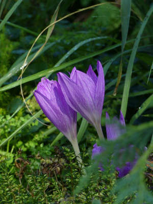 2021-09-11 Colchicum 'Apollo' 2.jpg